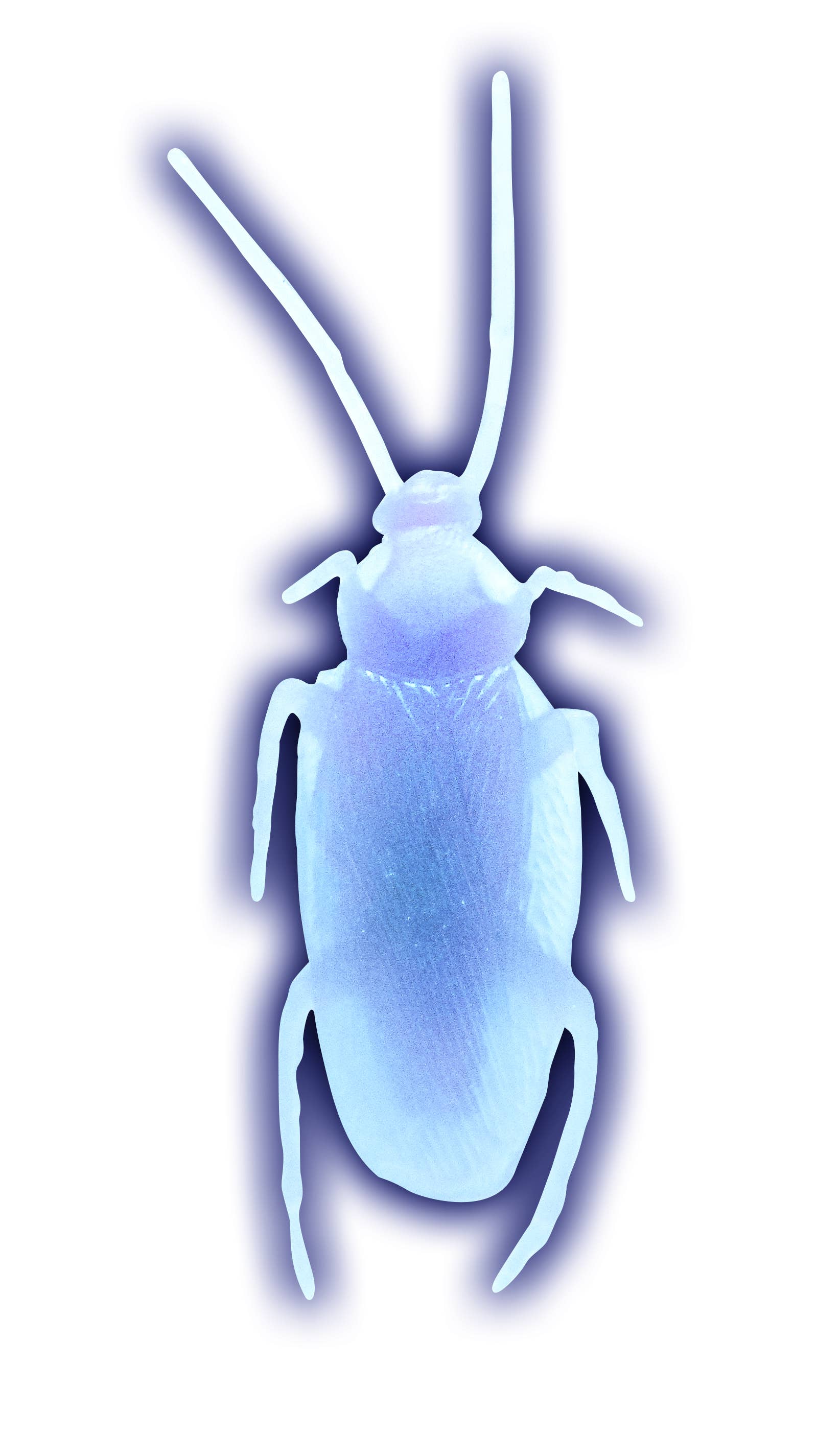 Flash Sales - Wholesale Gag Gift/Novelty Gift - Jbugly Crazy Cockroaches Glow in the Dark6