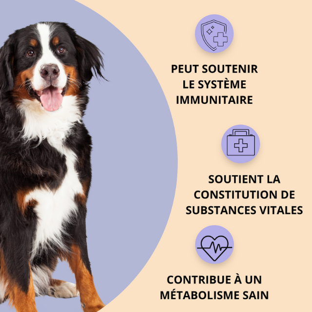 Hello Jack - Wholesale Pet Supplement - Dog - PROTECT - Powder supplement for animal immunity1