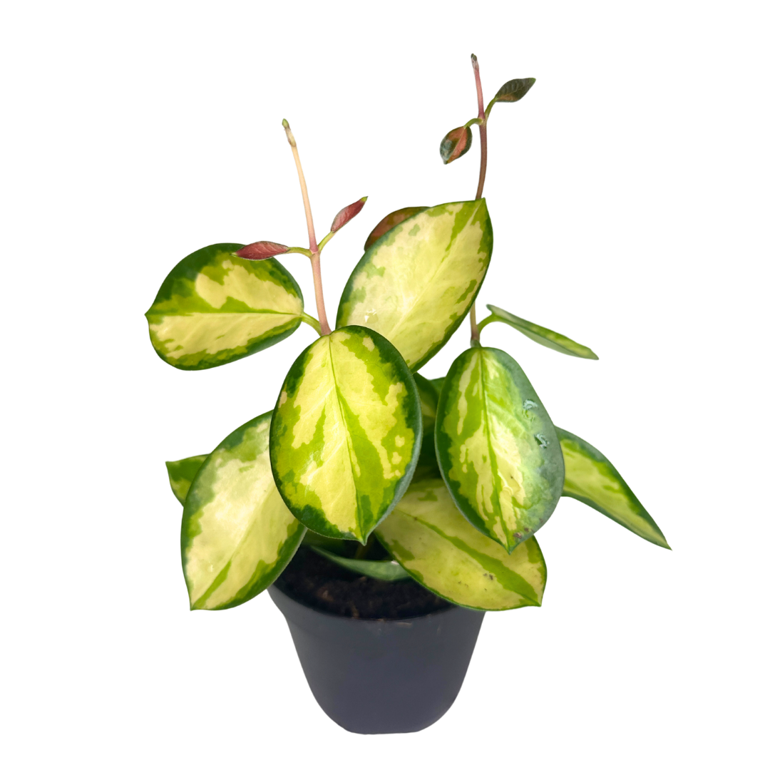 Flow State - Vente Plante - Hoya Australis Lisa de 4" – Plante d'intérieur vivante en gros3