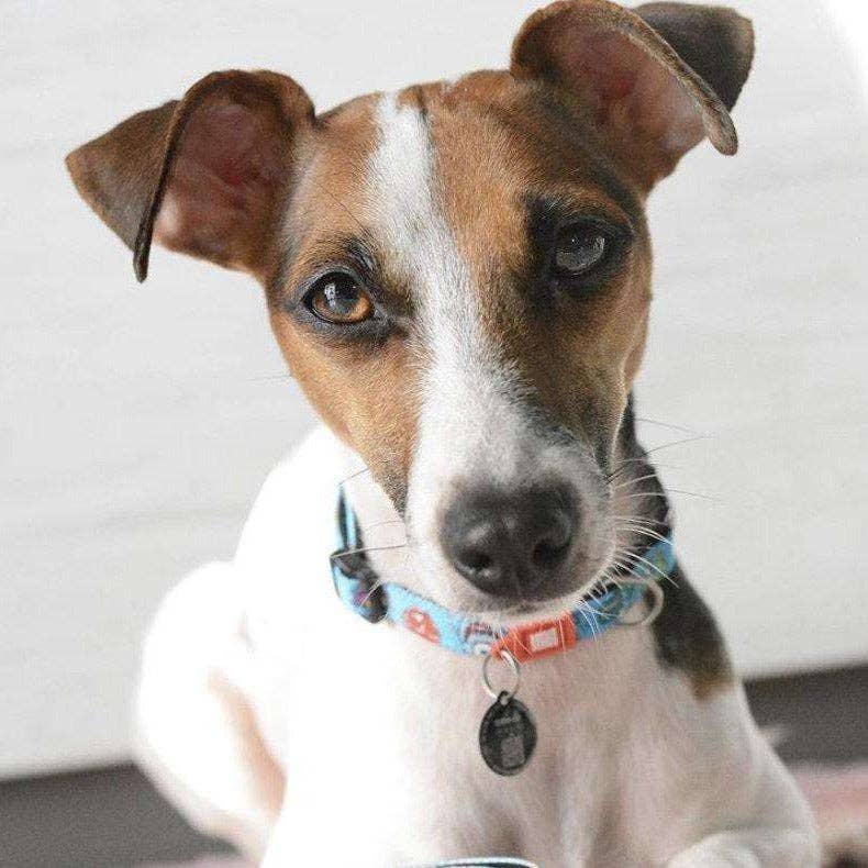 Max & Molly – wholesale Halsband - Hund – JAG HAR FATTAT! Smart ID Hundhalsband - Små monster4