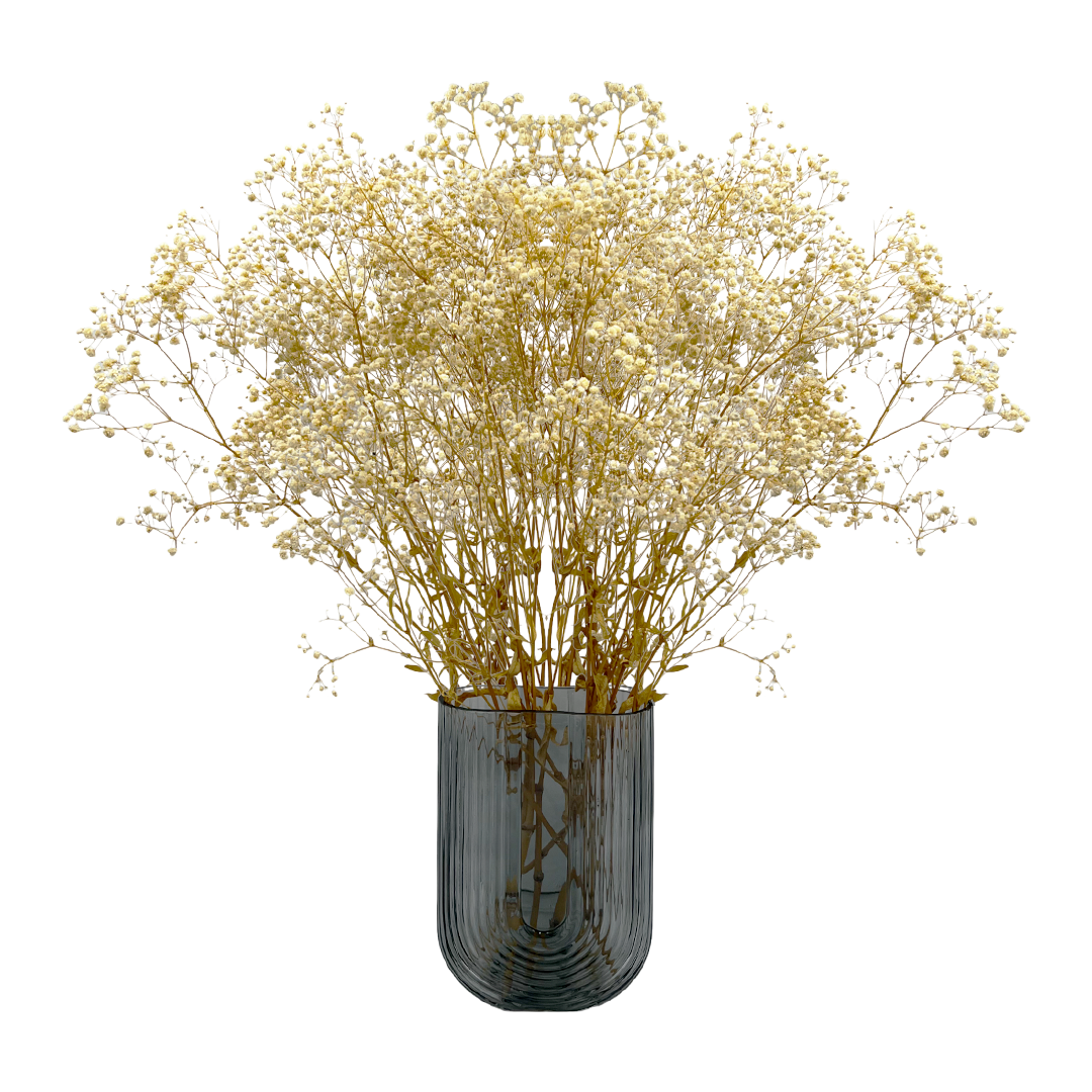 2626 Designs - Wholesale Dried/Pressed Flowers - Preserved Gypsophila, Baby's Breath,24" long6