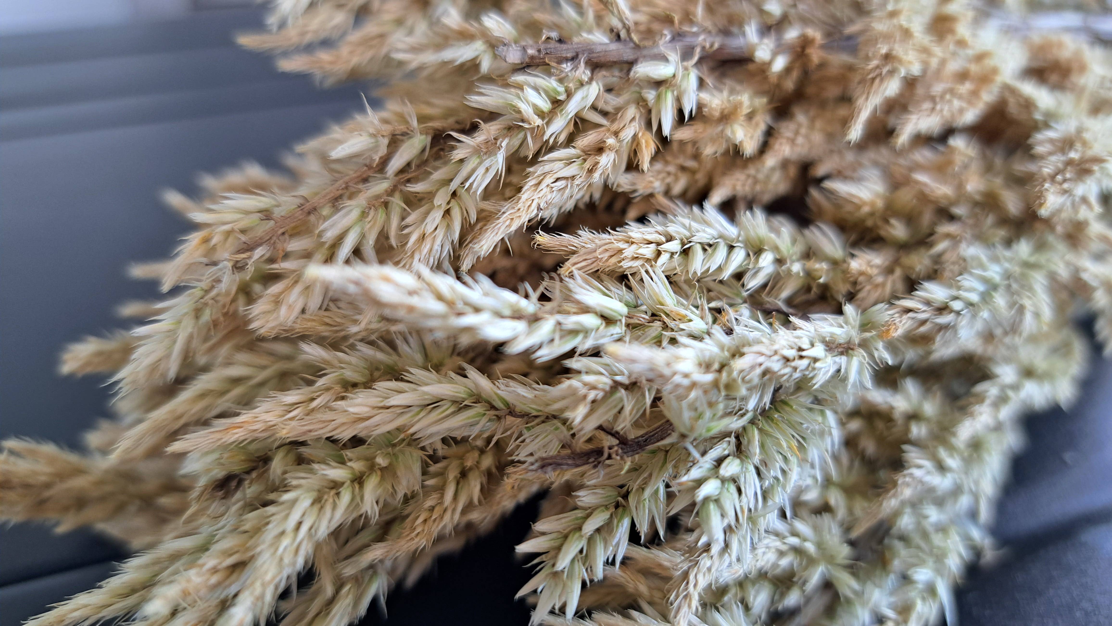 Fence Post Florals - Wholesale Dried/pressed flowers - Celosia-Sylphid3