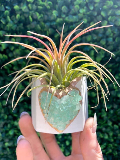 Plant One On Me Designs – Engroshandel Plantekrukke – Hvid hjerte geode plantekrukke med luftplante - Valentinsdag6