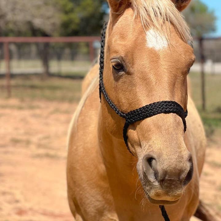 Sort Mule Tape Halterneck for engroshandel hos Rodeo Drive