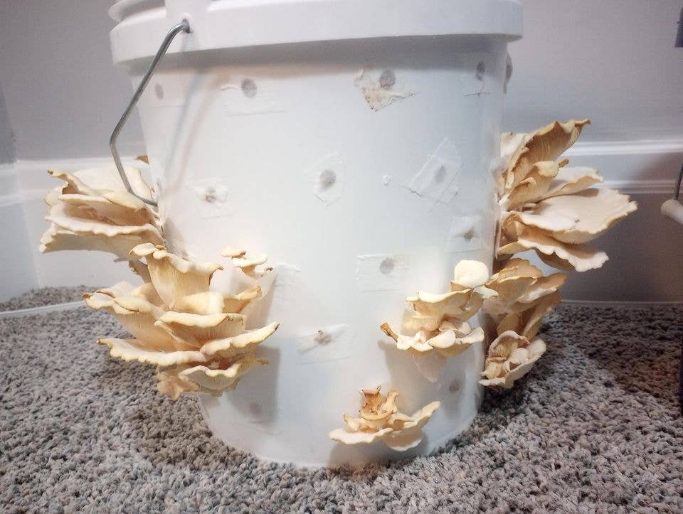 The Mushroom Conservatory LLC - Venta al por mayor Kit de cocina - Paquete variado de 12 kits para cultivar setas gourmet comestibles DIY10