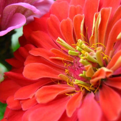 Giant Zinnia Photographic Print for wholesale by Sarah’s Card Co.
