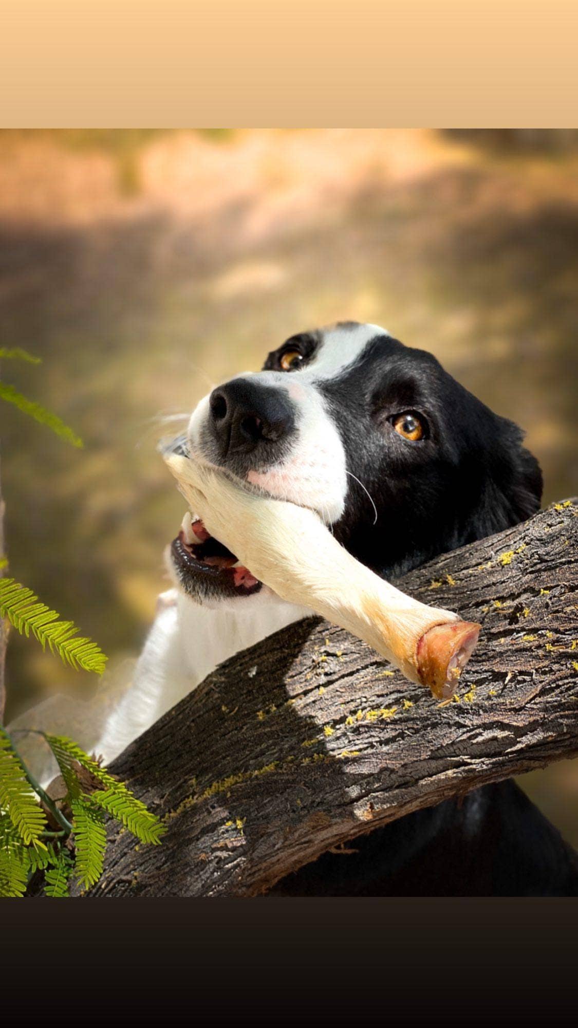 Naked Beasts, Inc. - Wholesale Pet Treats - Dog - Sheep Trotter - Limited Edition6