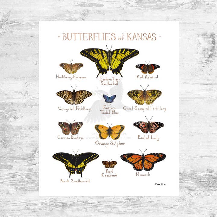 Kansas 8x10 Butterflies Field Guide Art Print for wholesale by Kate Dolamore Art