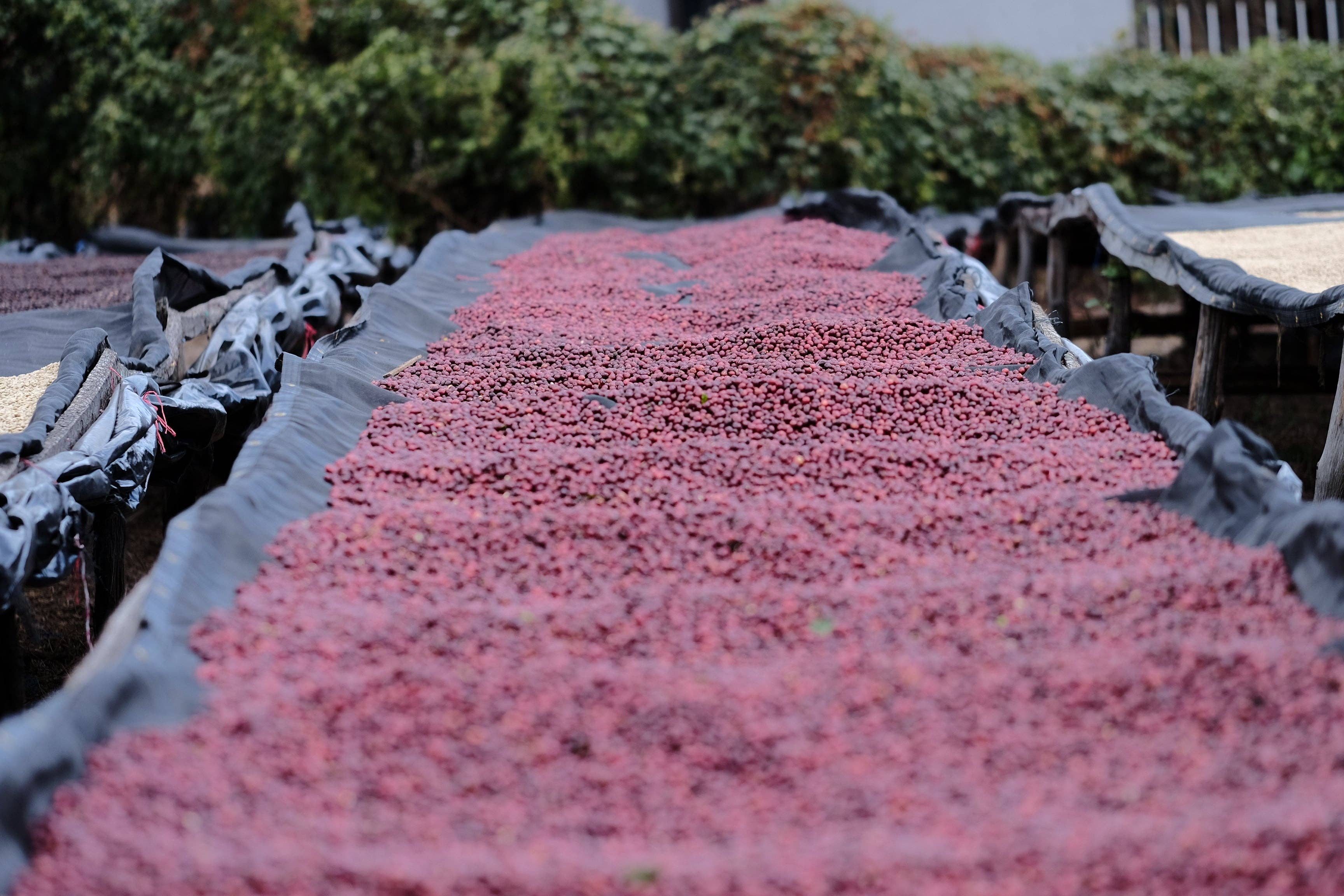 Paso Paso - Farmer Owned Coffee - Wholesale Coffee Beans - Nicaragua - Silvio Sánchez - Catuai Natural5