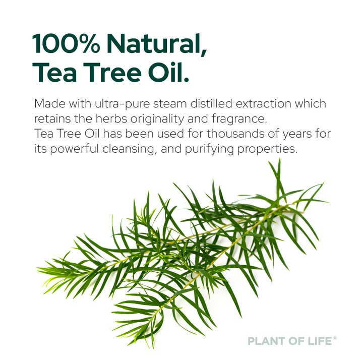 Plant of Life - Wholesale Etherische olie - Theeboomolie voor aromatherapie, huidverzorging en haarverzorging | Maten