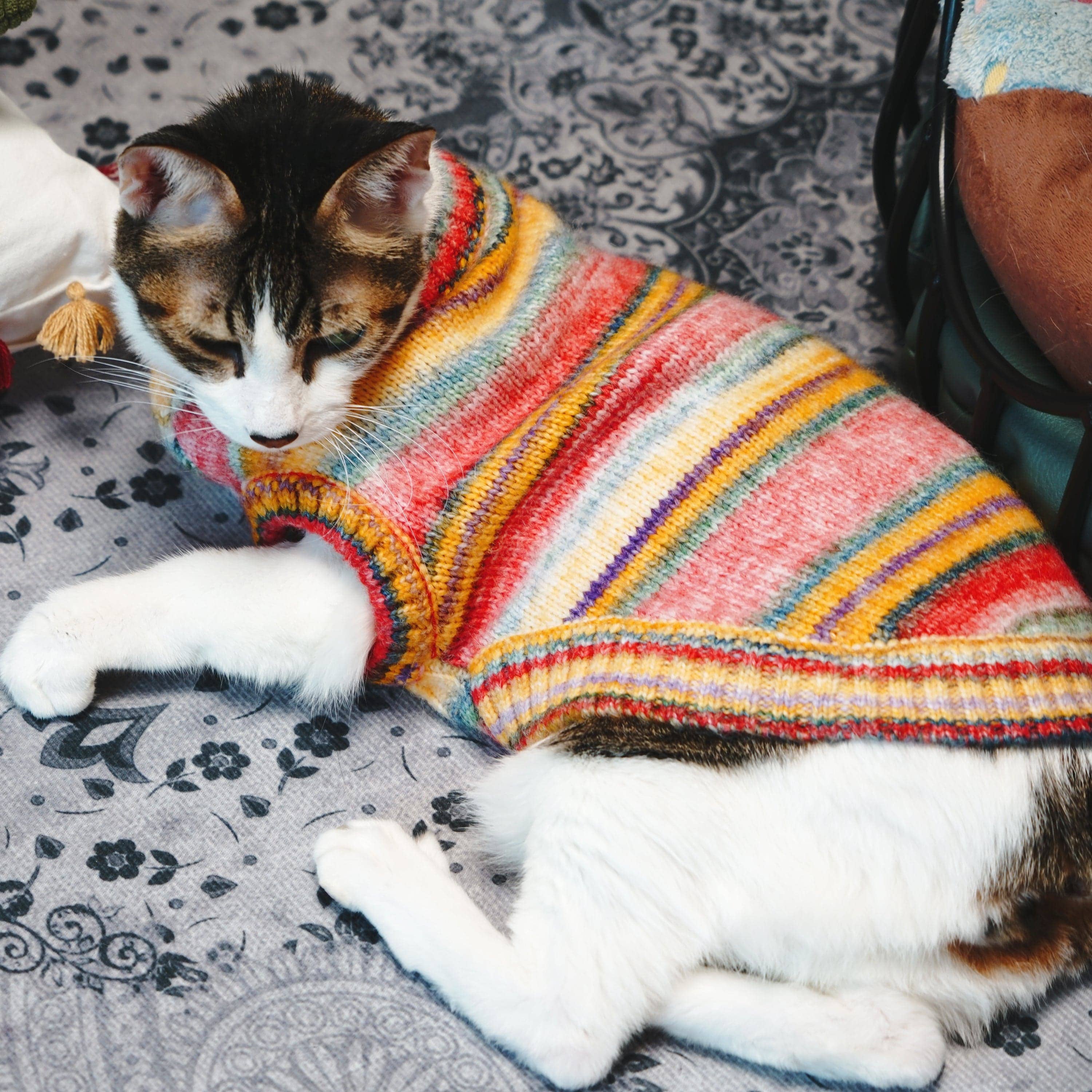 Blueberry Pet - Vendita all'ingrosso Maglione - Cani - Maglione girocollo in filato sfumato morbido e accogliente, lavorato a maglia su misura e tinto10