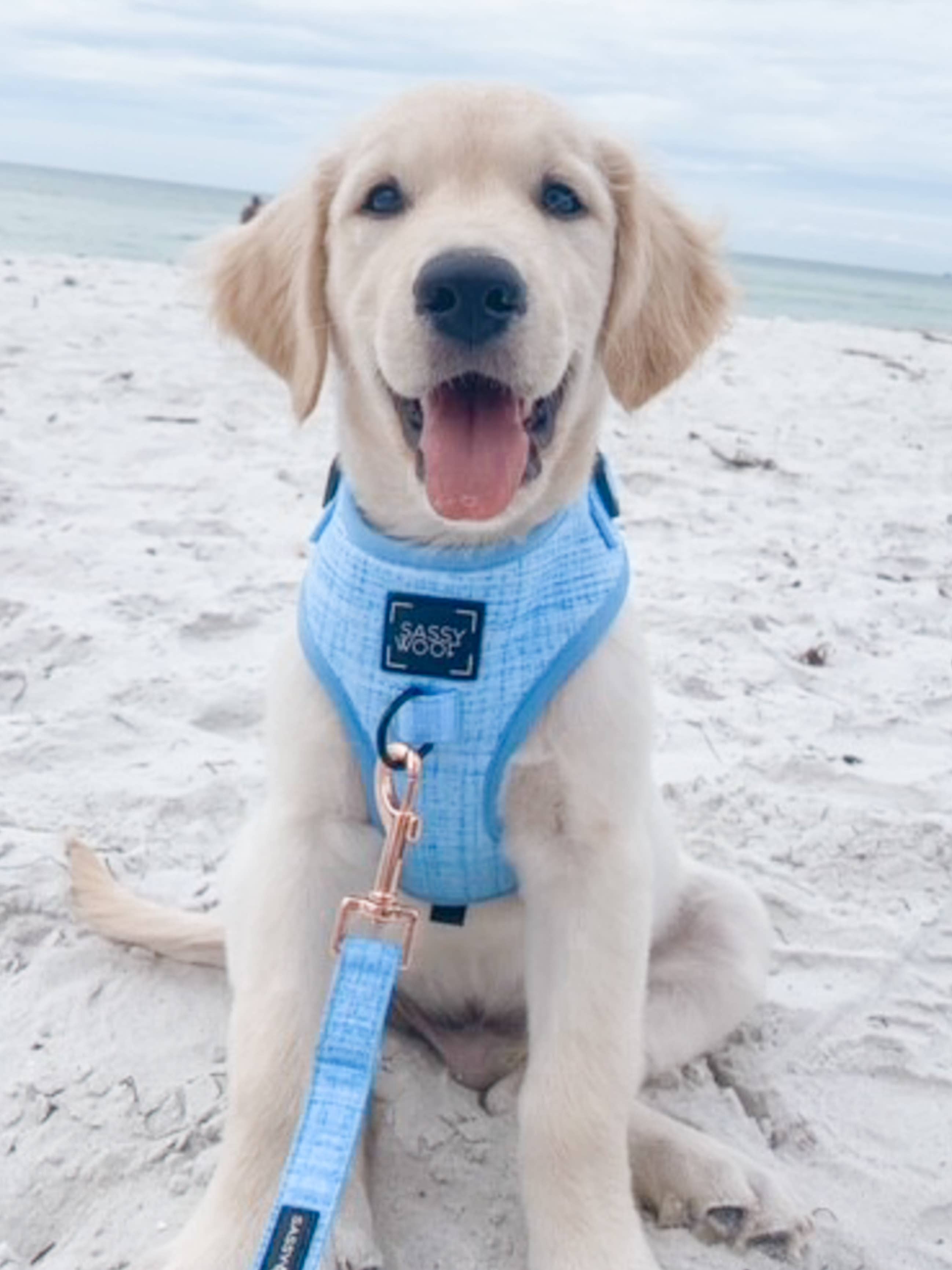 Wholesale Dog Adjustable Harness Blumond for your store Faire