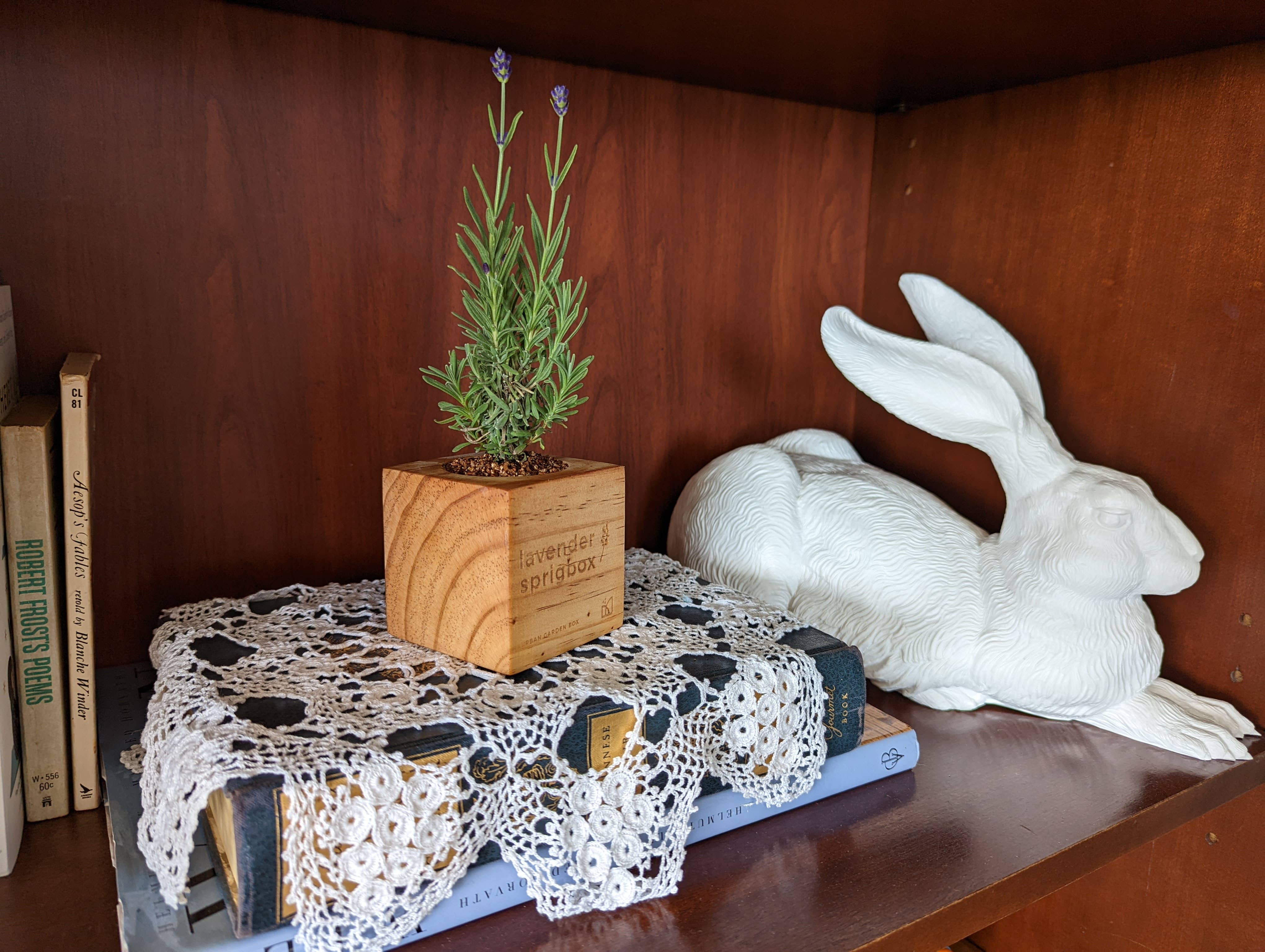 Sprigbox - Wholesale Plant Seeds - Lavender Grow Kit | Flower Gift | Wooden Planter Box1