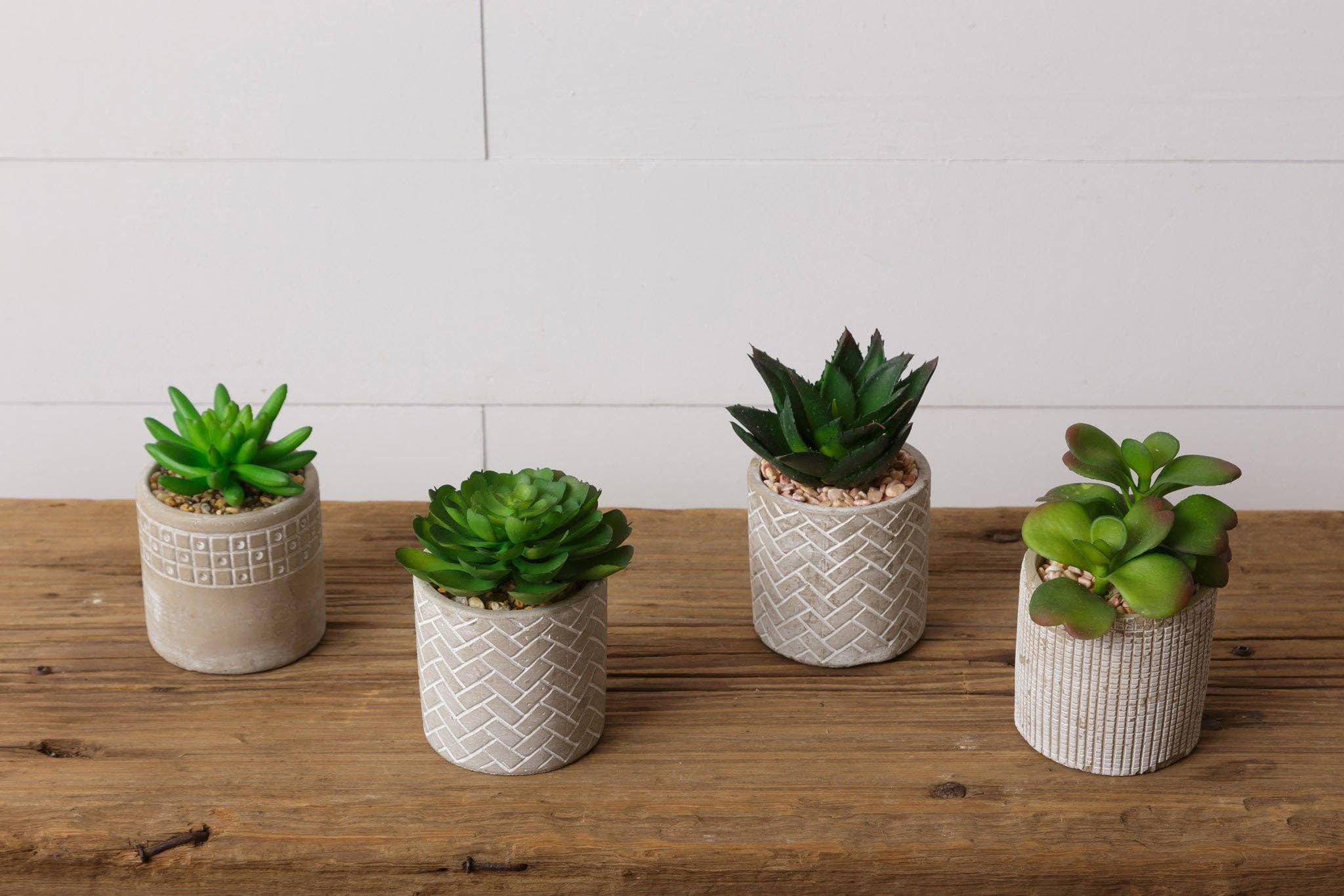 Audrey's Home & Gift - Wholesale Succulent - Succulents In Cement Pots (Pk/04 Ast)