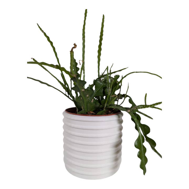 The Carob – 4 Inch Planter for wholesale by Leafprints.3d
