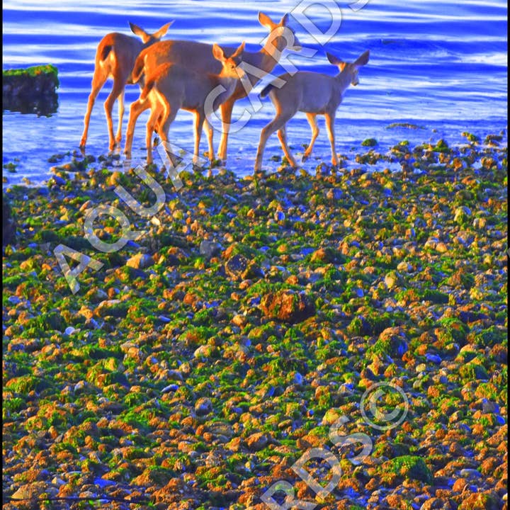 1160 - Cooldown för wholesale av Aqua Cards