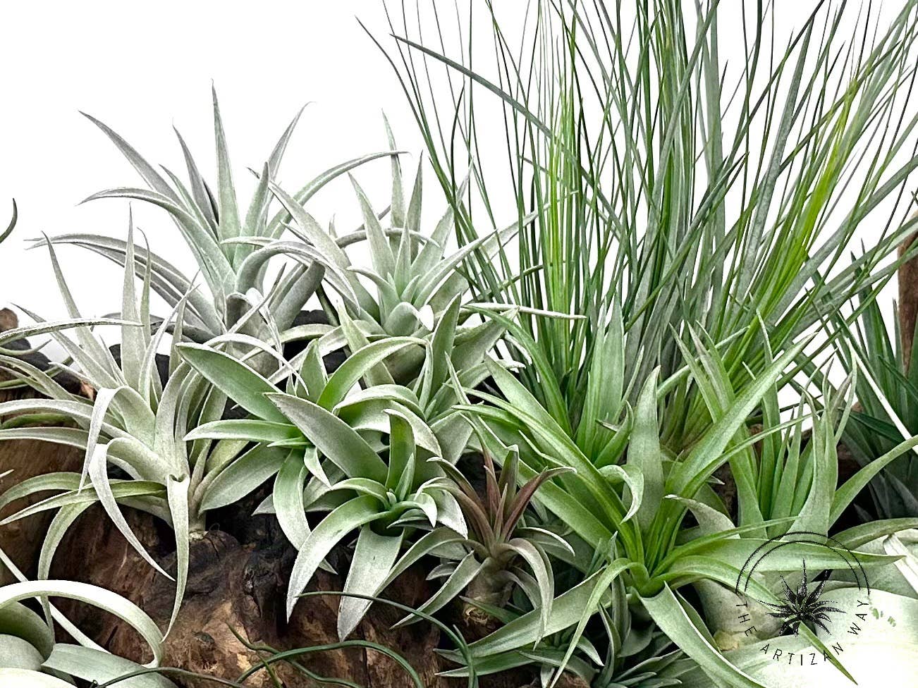 The Artizan Way - Vente Plante - The Essentials Plus - Ensemble de plantes aériennes (50 plantes)11