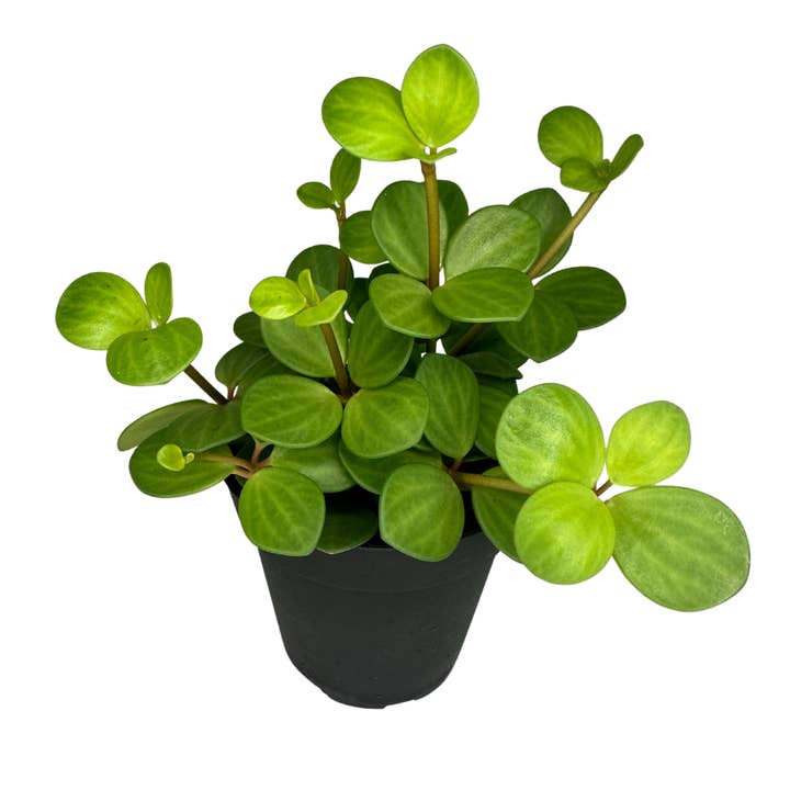 Flow State - Wholesale Live Plant - 4" Peperomia Hope (Peperomia deppeana) – Live Houseplant2