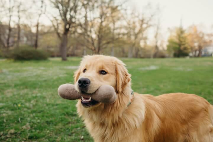 Vinny's Munch & Play - Wholesale Pet Toy - Cat/Dog - Wool Bone Dog Toy2