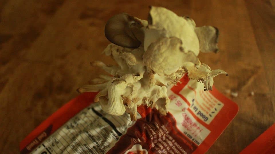 The Mushroom Conservatory LLC - Venta al por mayor Kit de cocina - Paquete variado de 12 kits para cultivar setas gourmet comestibles DIY6