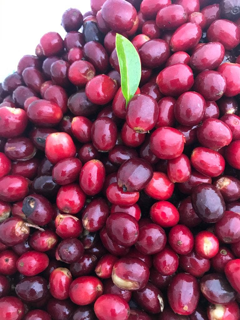 Copper Horse Coffee – Großhandel Kaffeebohnen – Warhorse-Mischung3