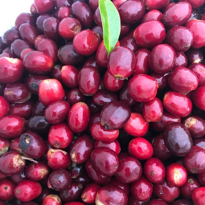 Copper Horse Coffee – Großhandel Kaffeebohnen – Warhorse-Mischung3