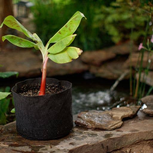 Smart Pots - Venta al por mayor Macetas - Macetas para estanque de 10 galones3