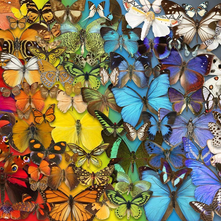 Natural History Museum - Butterflies & Moths 1000 Piece Jigsaw Puzzle for wholesale by All Jigsaw Puzzles