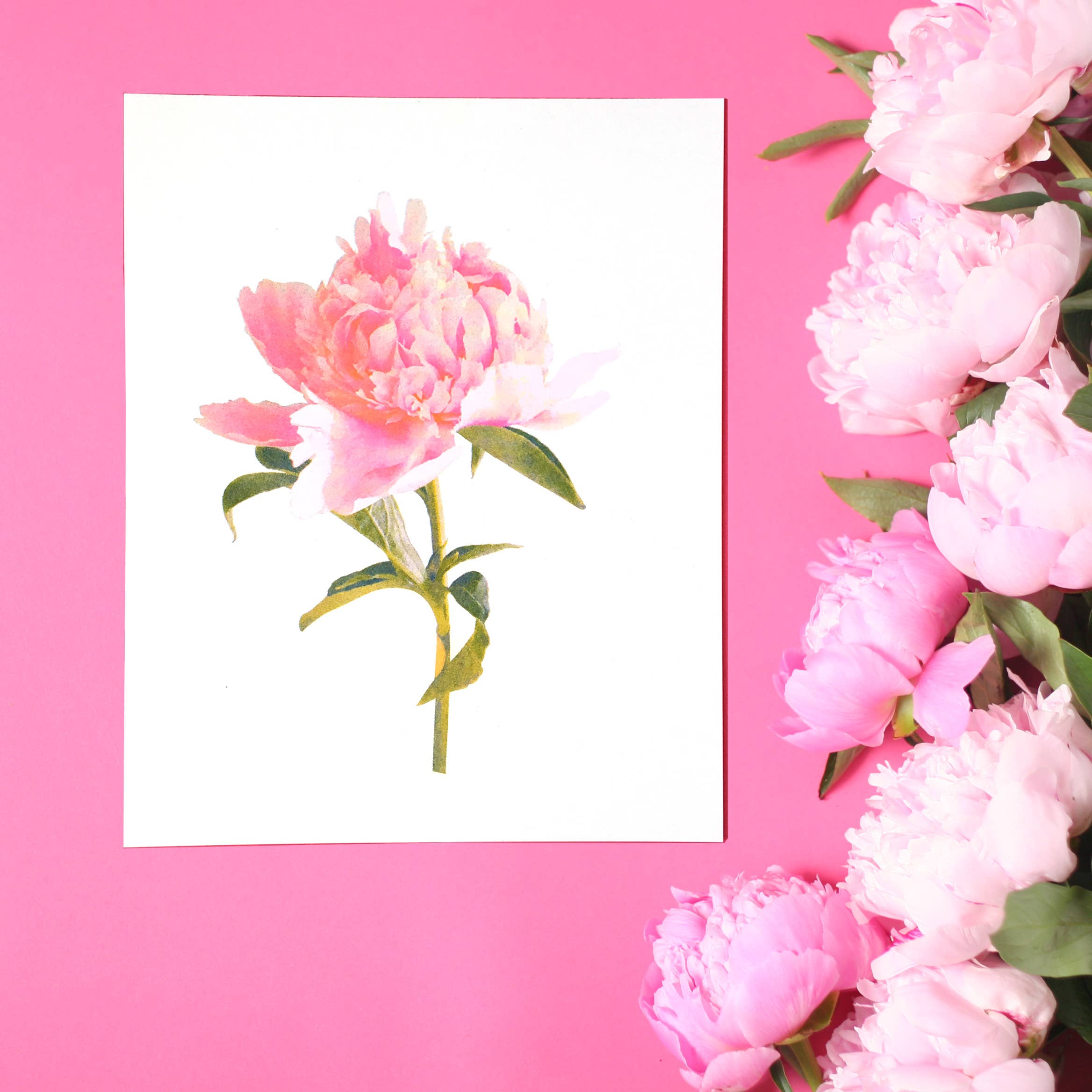 REMOVED BRAND - Wholesale Art Print - Peony Art Print  0