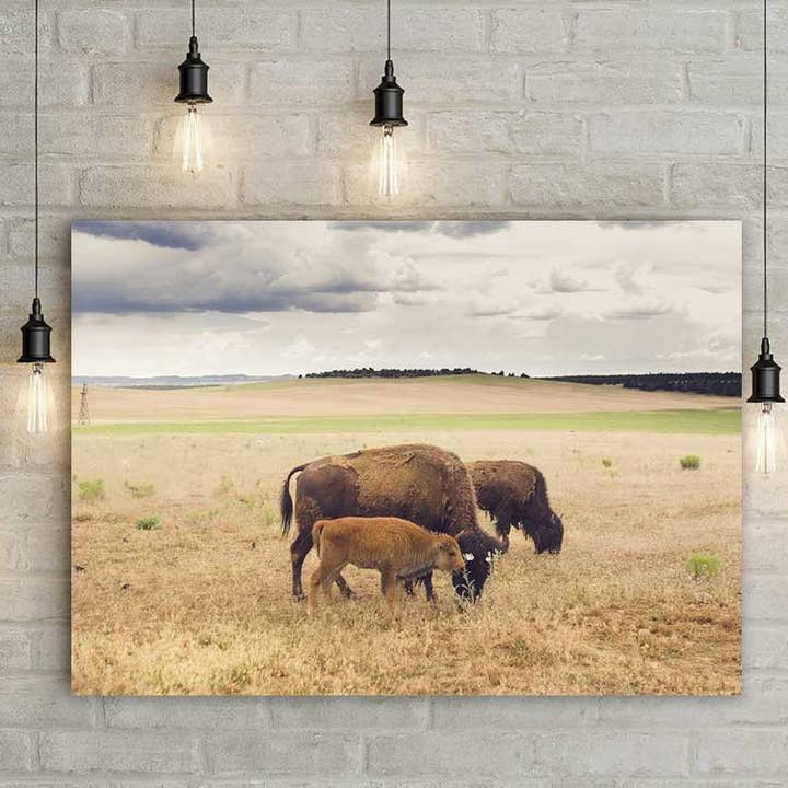 Bison Family on the Plains, Wildlife Photography Print for wholesale by lostkatphoto