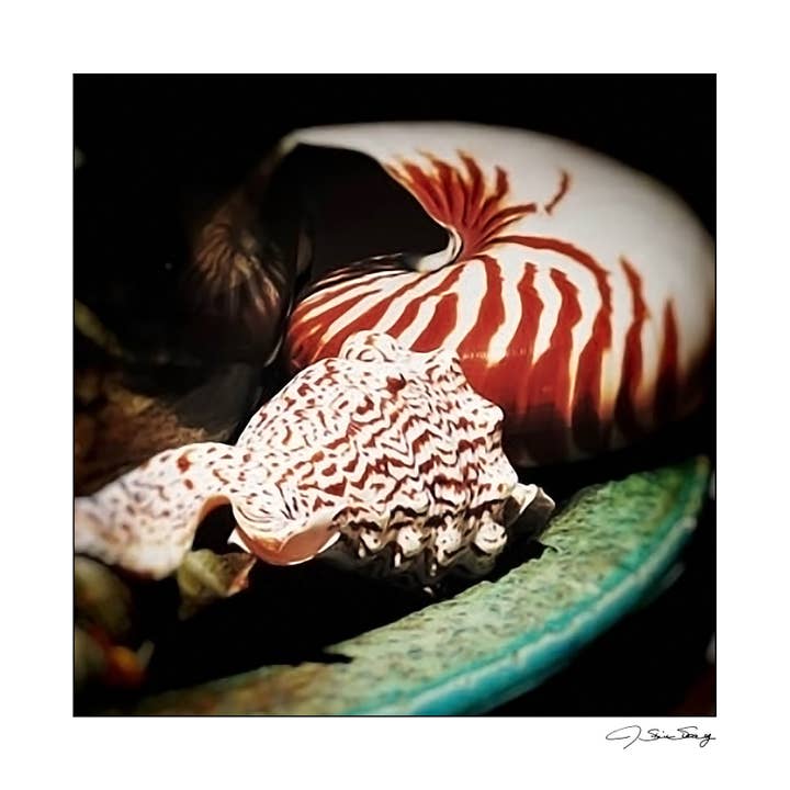 Seashells Everyday Greeting Card with Envelope for wholesale by Signature Image Gallery