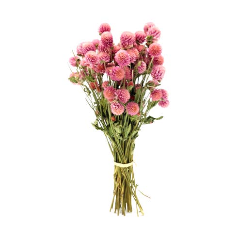 RAMO PERPETUINA SECA for wholesale by Concari.flores Preservadas