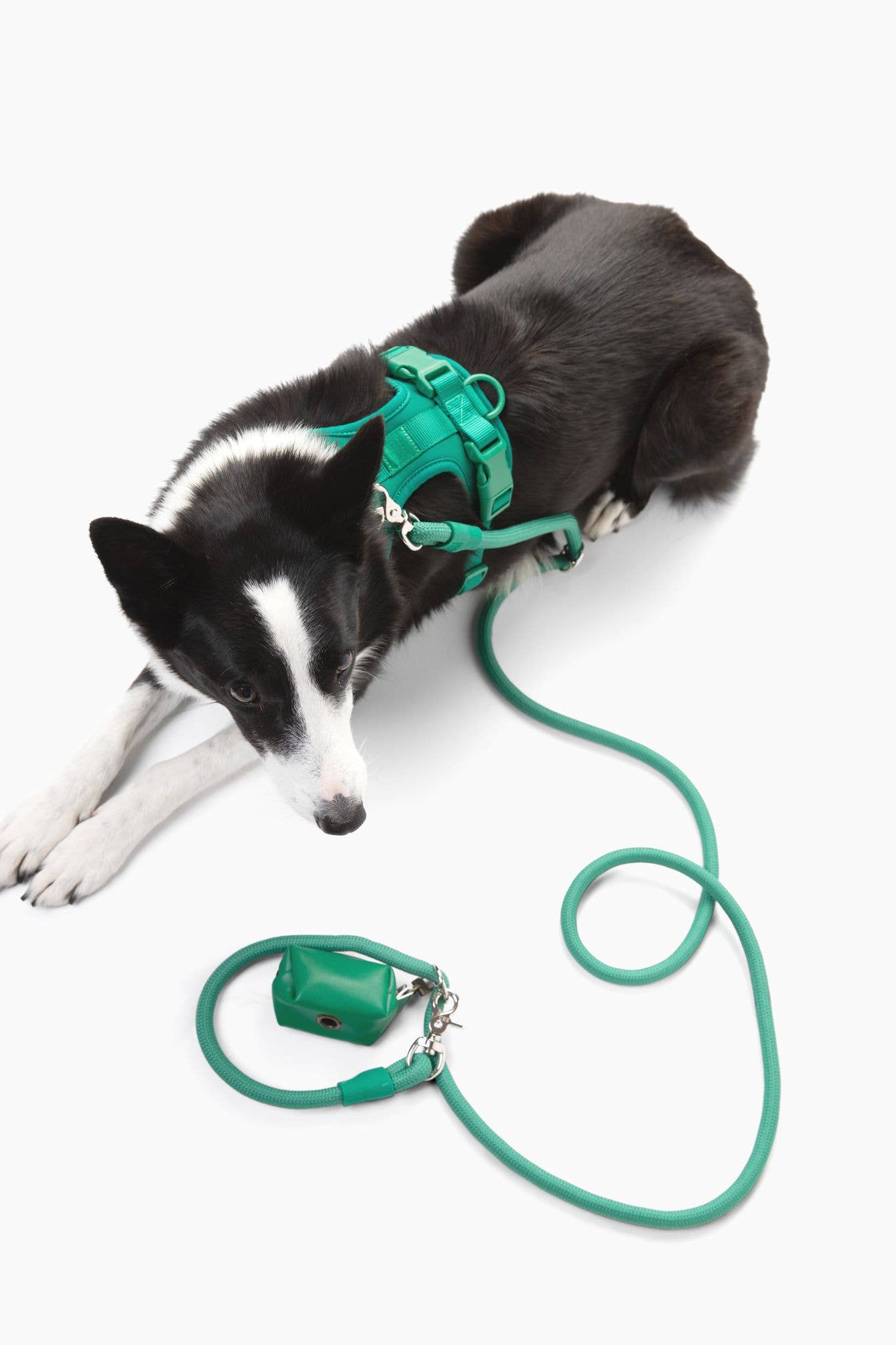 Come Here Buddy - Wholesale Pet Leash - Dog - Dog Leash Kismet Hands Free19