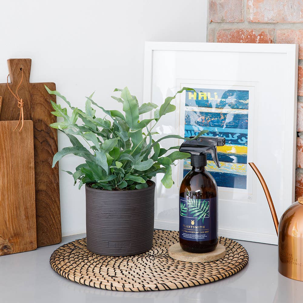 The Little Botanical – wholesale Live plant – British Grown Blue Star Fern7