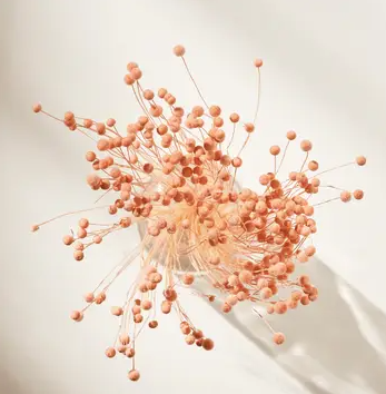 .AVPV. Studio - Vente Fleur séchée/pressée - Boutons roses séchés3