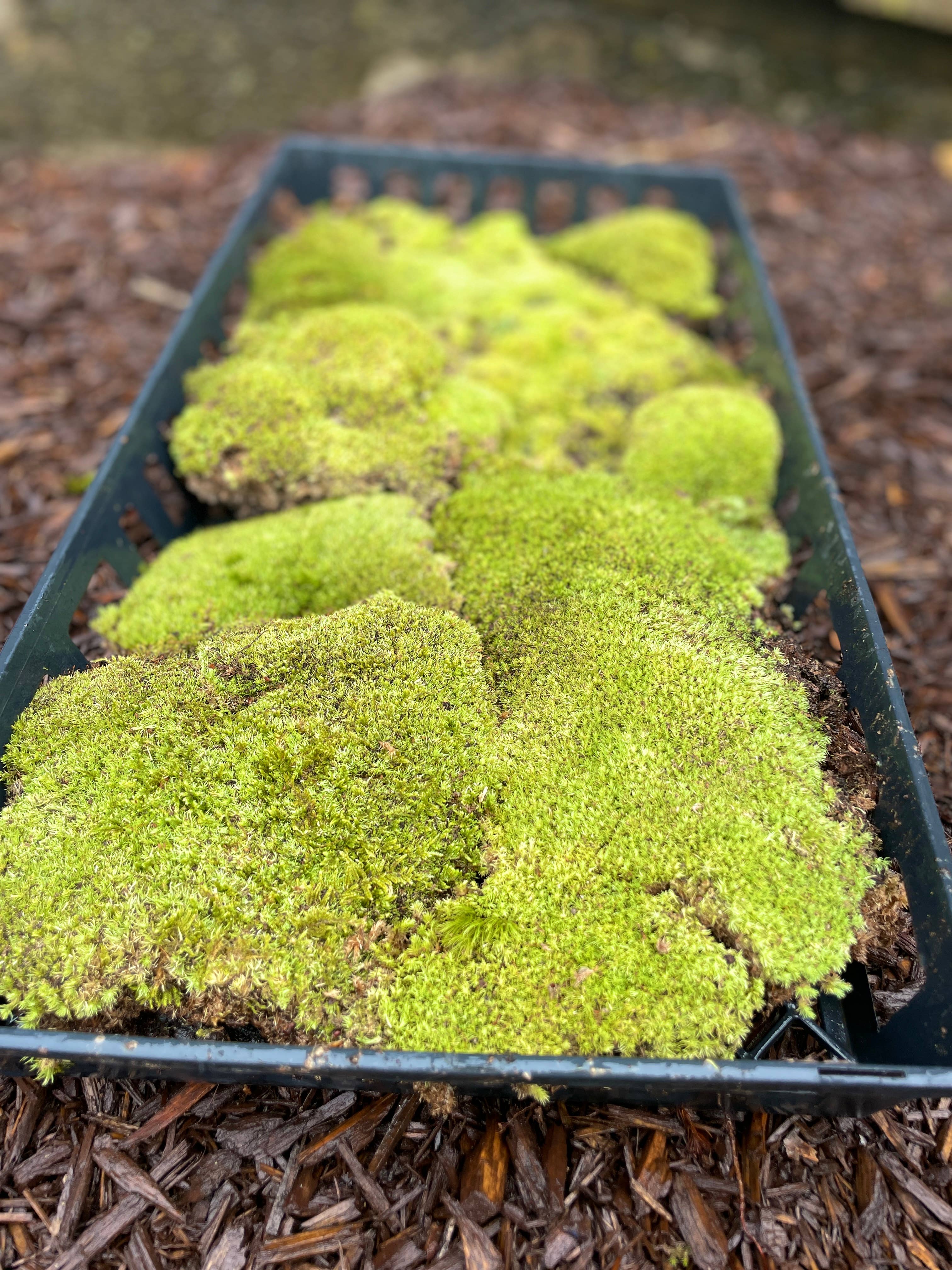 Moss & Stone Gardens – Engroshandel Ægte plante – Levende pudemos (1-500 kvadratfod) - Leucobryum glaucum2