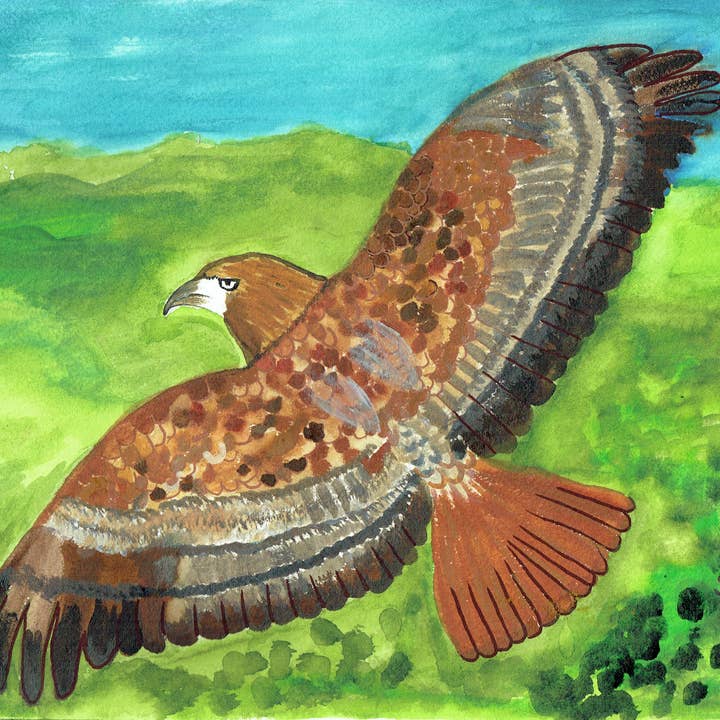 Rotschwanzbussard für den Großhandel von Raggamuffin