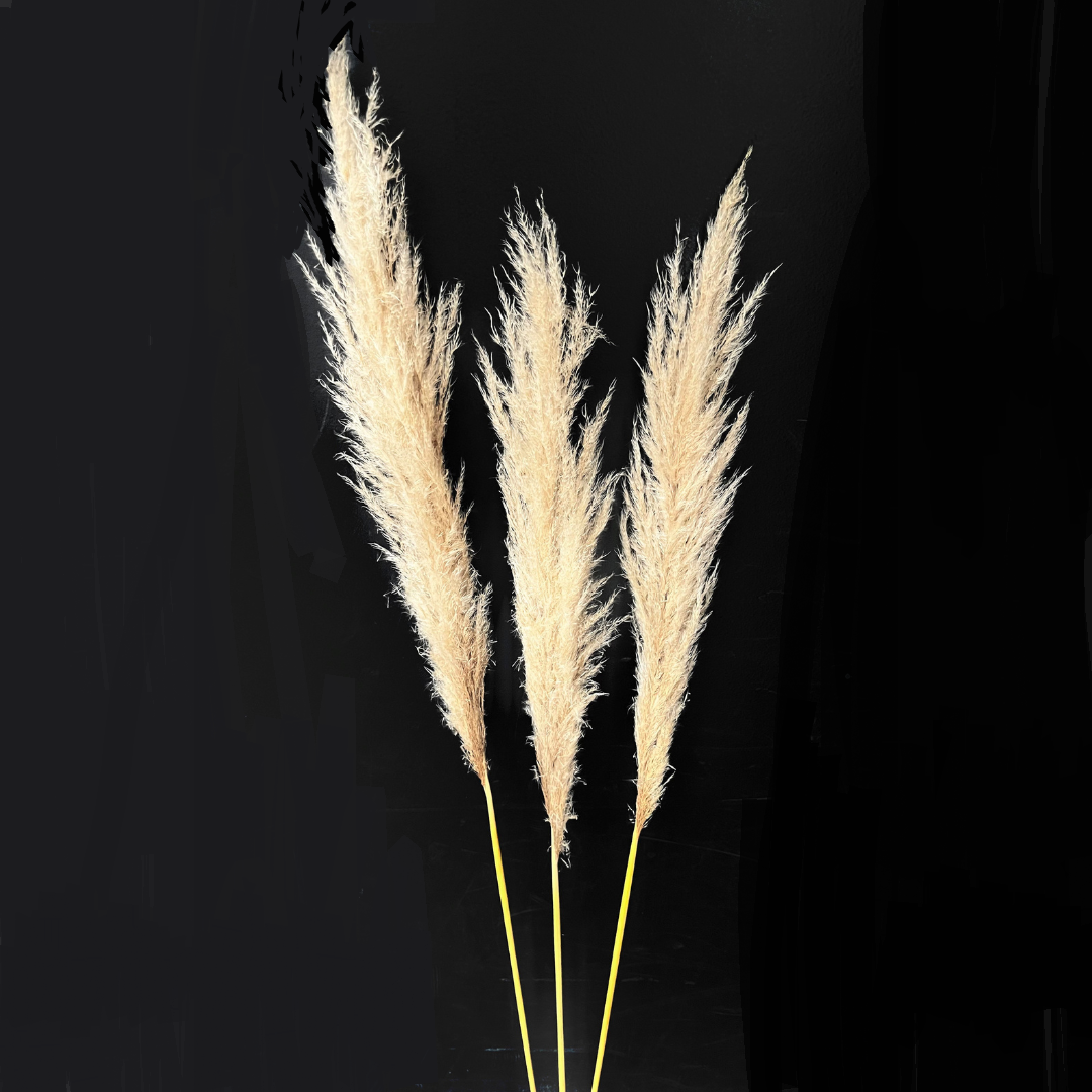 Botanico Ltd. - Wholesale Dried/Pressed Flowers - Pampas Grass3