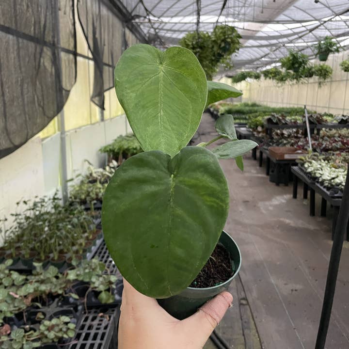 Thorsen's Greenhouse - Wholesale Live Plant - Syngonium Ice Frost - 4" Live Plant 8