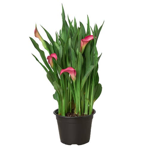 House Plant Wholesale - Wholesale Live Plant - Calla Lily Zantedeschia - 6" Pot2