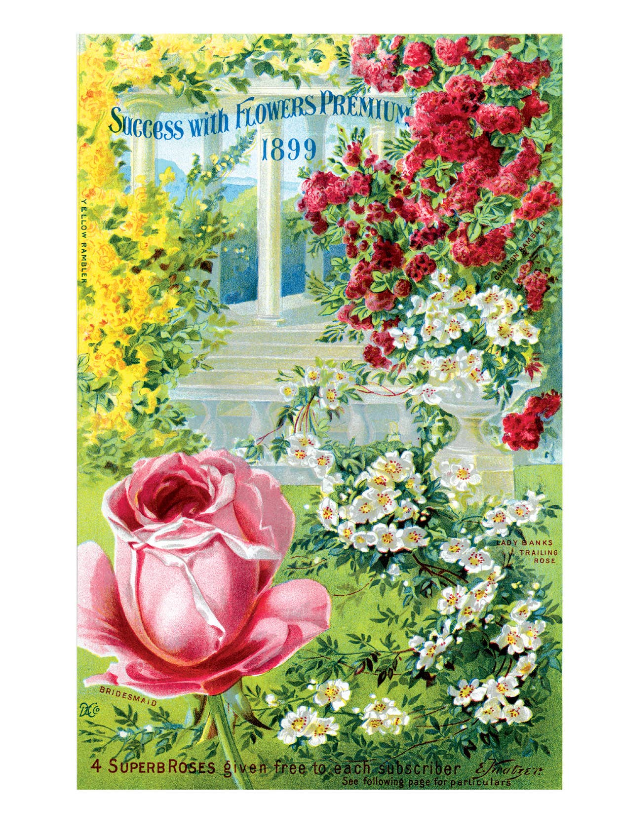 Laughing Elephant - Vendita all'ingrosso Biglietti di auguri generici - Rose antiche - Biglietti inscatolati per uso quotidiano6