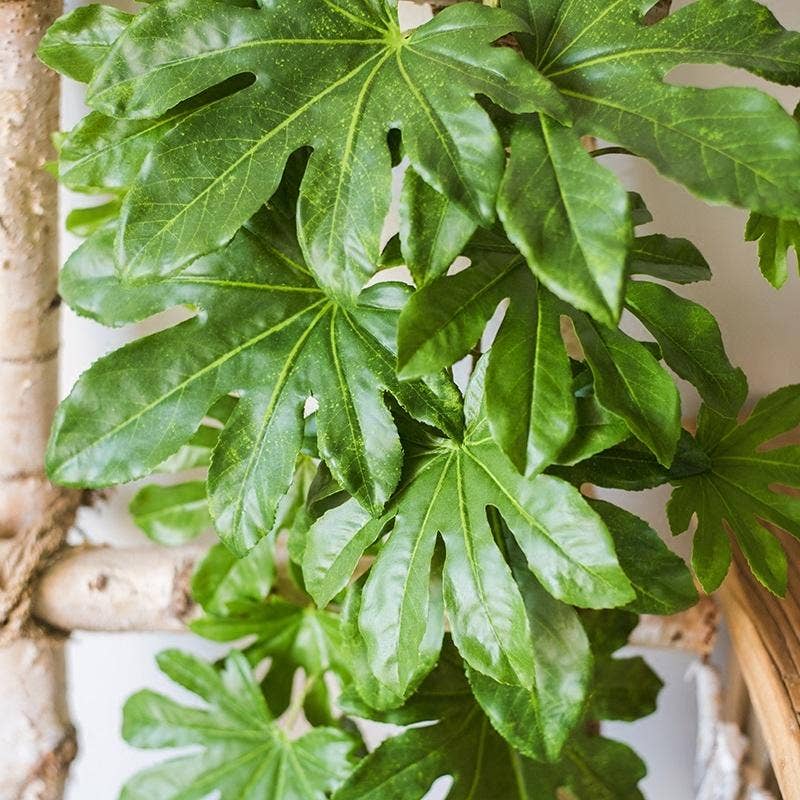 Rustic Reach - Wholesale Artificial Plant - Artificial Plant Fatsia Leaf Vines 32" Long4