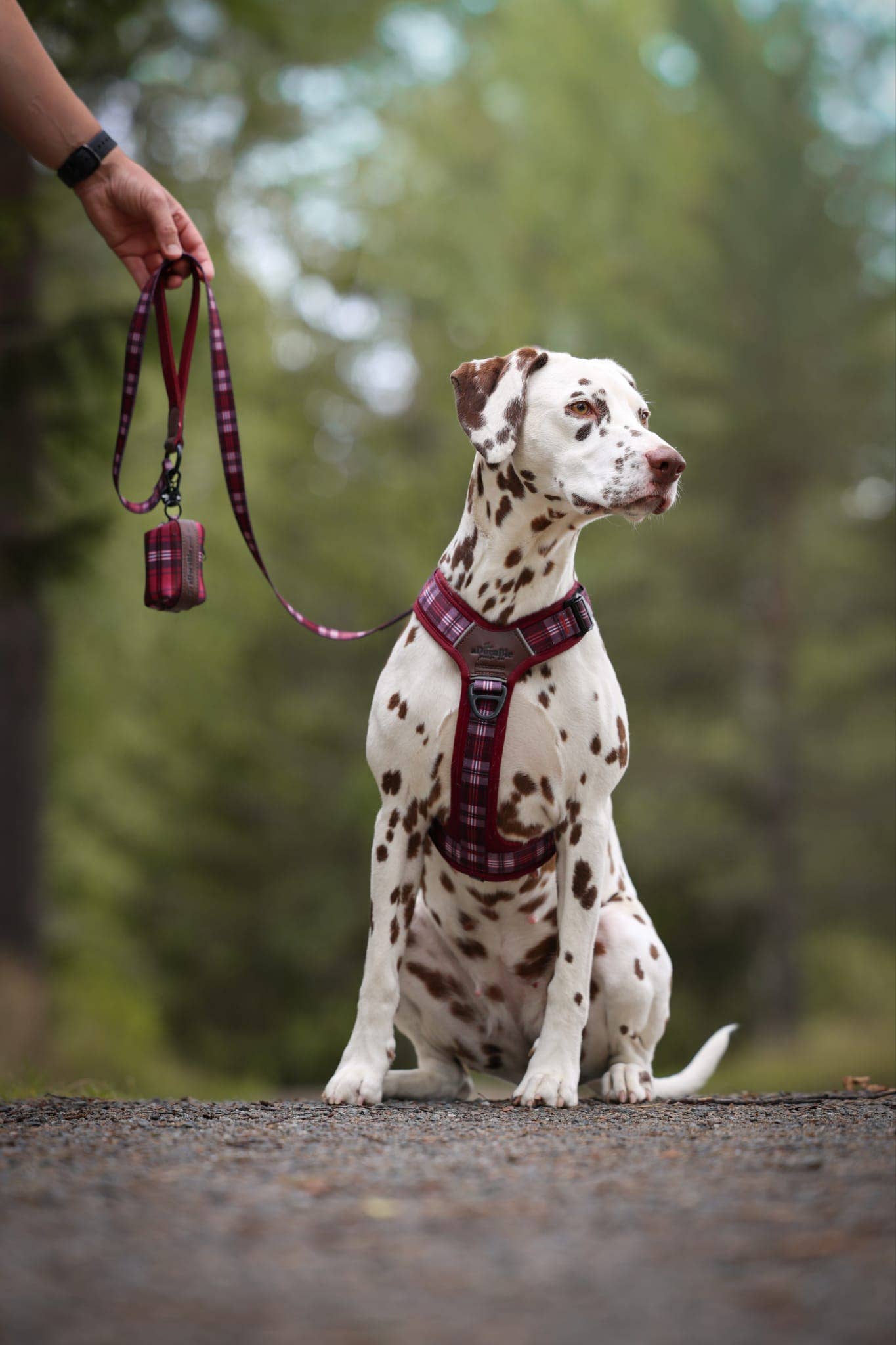 The aDoraBle Pooch Company - Wholesale Pet Harness - Dog - Streamline Pro™ Dog Harness - Heritage Collection - Merlot Manor4