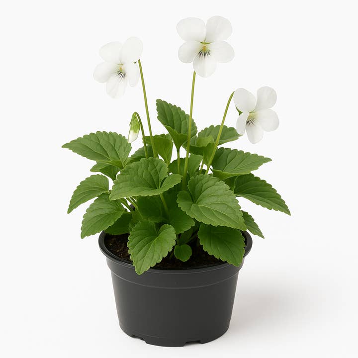 Viola sororia 'Albiflora' – 6 violet perennials – White flowering, hardy & perennial garden plants – Low-maintenance spring perennials for garden & bed – 15cm growth height for wholesale by Oasis of Life