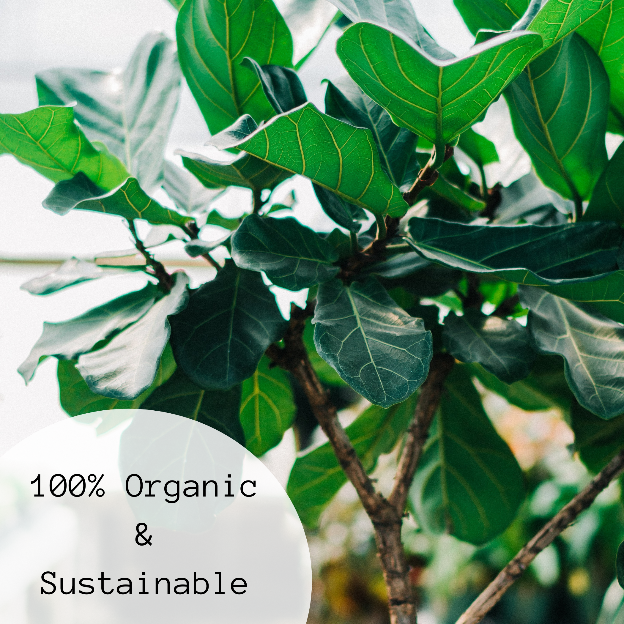 Hungry Houseplant - Wholesale Fertilizer - Case of 12: BLOOM Liquid Fish Fertilizer | 1.69 oz (50 ml)5