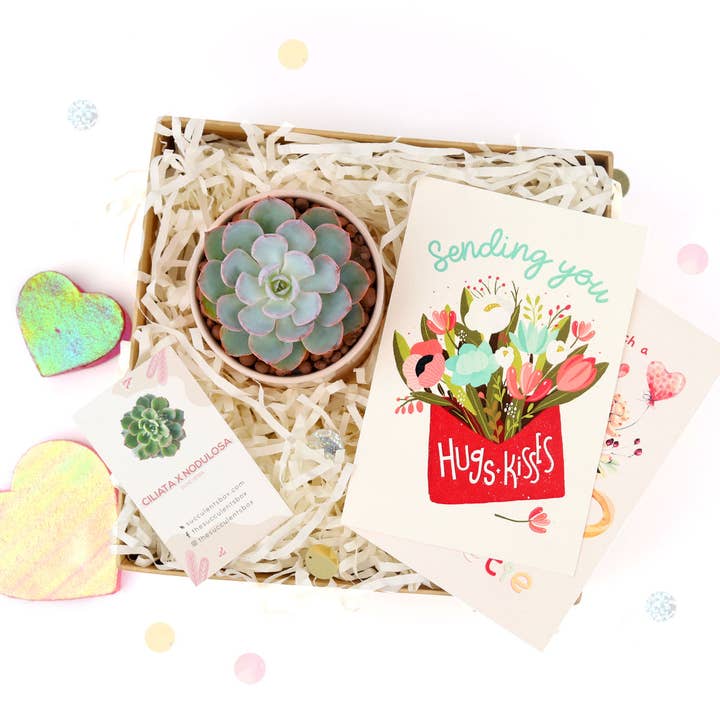 Best Plant Friend - Wholesale Gift Box - Valentine Gift Box - 1 Succulent - Gift Boxes Ideas For Her