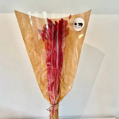 Chaton Et Monsieur Ours - Vente Fleur séchée/pressée - PHALARIS séché5