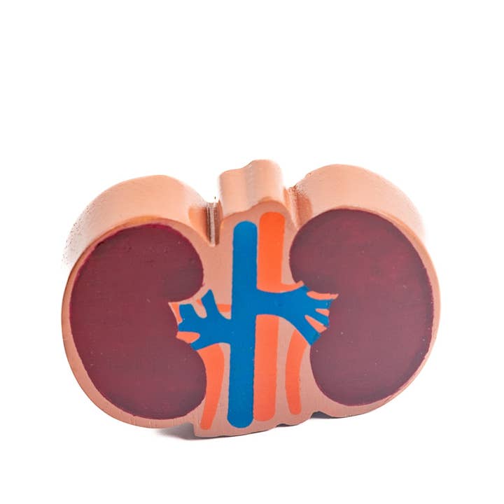 Wooden Kidneys Toy, Fair Trade Handmade Body Parts for wholesale by Best Years Ltd