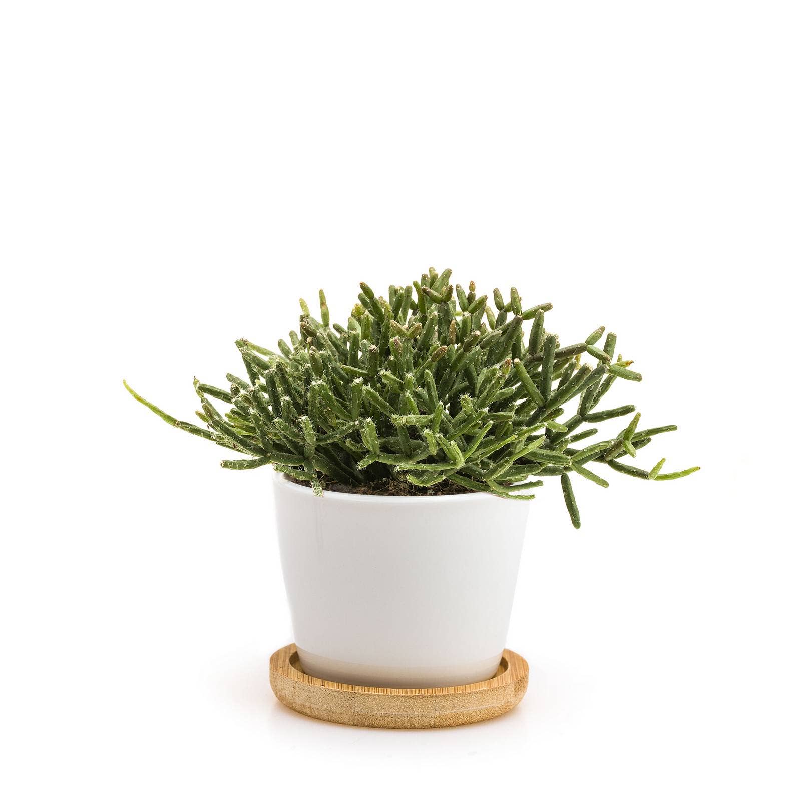 MINÌ®Italia di Luigi Paolicchi - Wholesale Plant Seeds - Minì Box Fun Kira - Mini plant for the brave and the tenacious5
