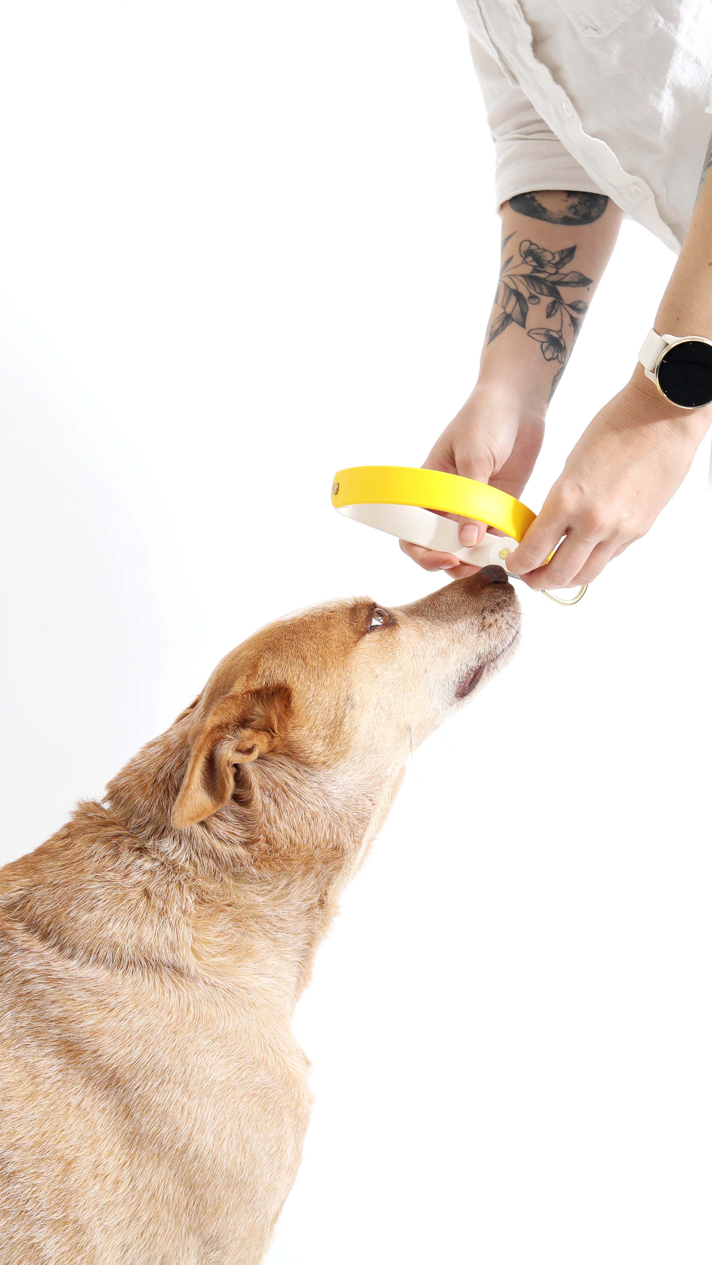 Mimi Green - Wholesale Pet Collar - Dog - Waterproof Biothane Slip Dog Collar - Two Tone9